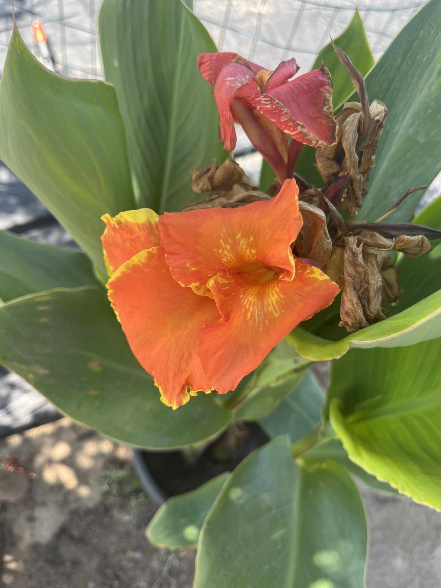 Yellow King Humbert Canna Lily Plant