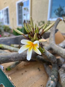 Plumeria cuttings