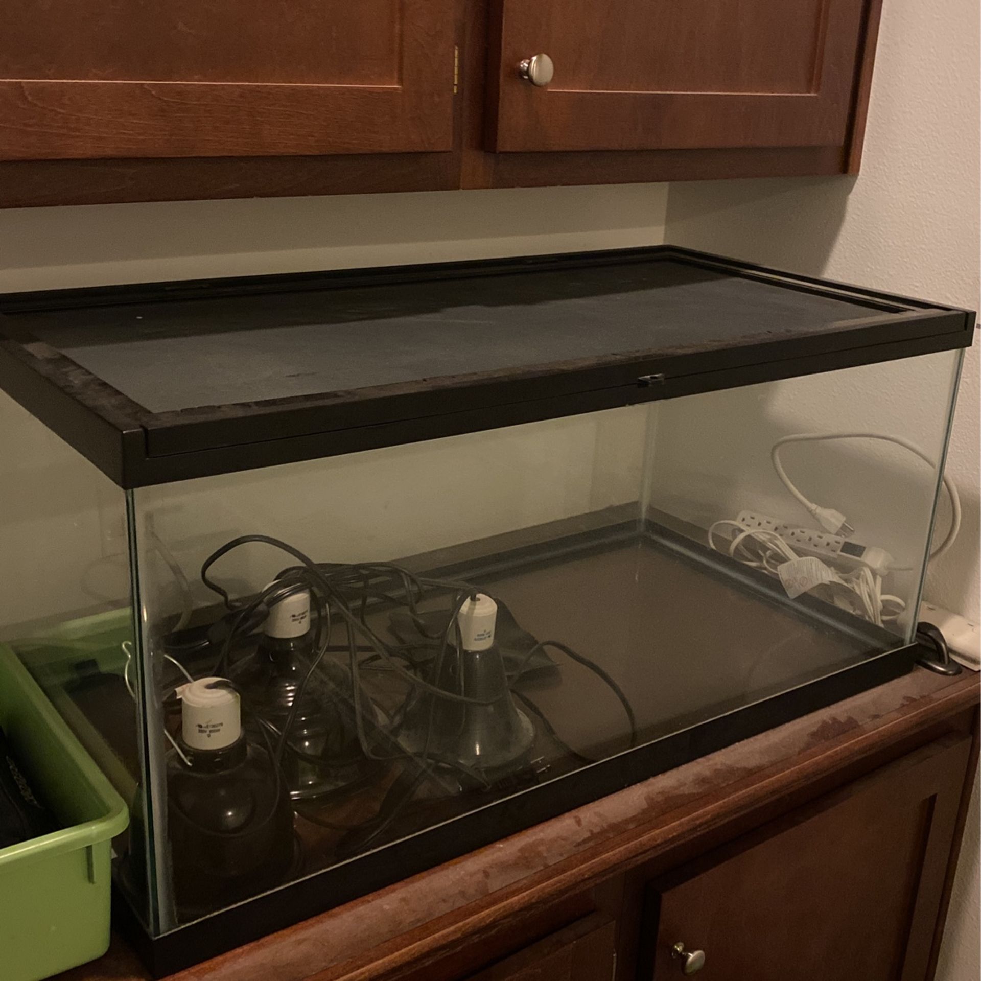 Lizard Habitat