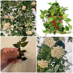 $5 Each | Plant Cuttings | Rare Hoya “Krohniana Splash” | Fragrant Flowering House Plants | Honey Scented  