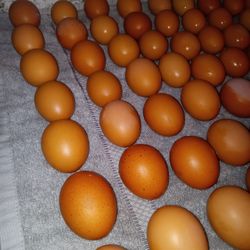 Fresh Organic Eggs 