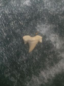 Otodus obliquus tooth megledon