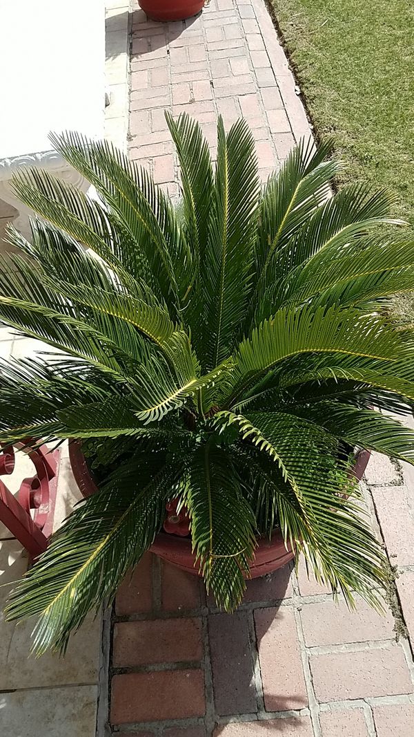 Sago palm trees for Sale in El Paso, TX OfferUp