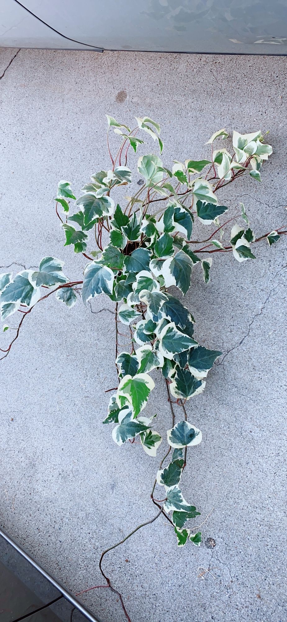 Rare Big Leaf English Ivy Plants 