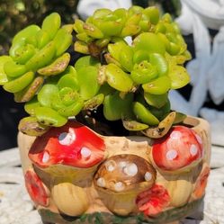 Beautiful 3d & Hand Painted Korean Succulent Pot