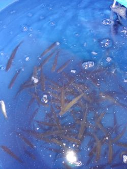 Jupiter Farms Bait and Tackle Live Bait