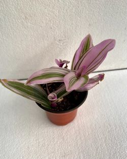 Pink Nanuk Tradescantia