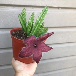 6” Stapelia Grandiflora