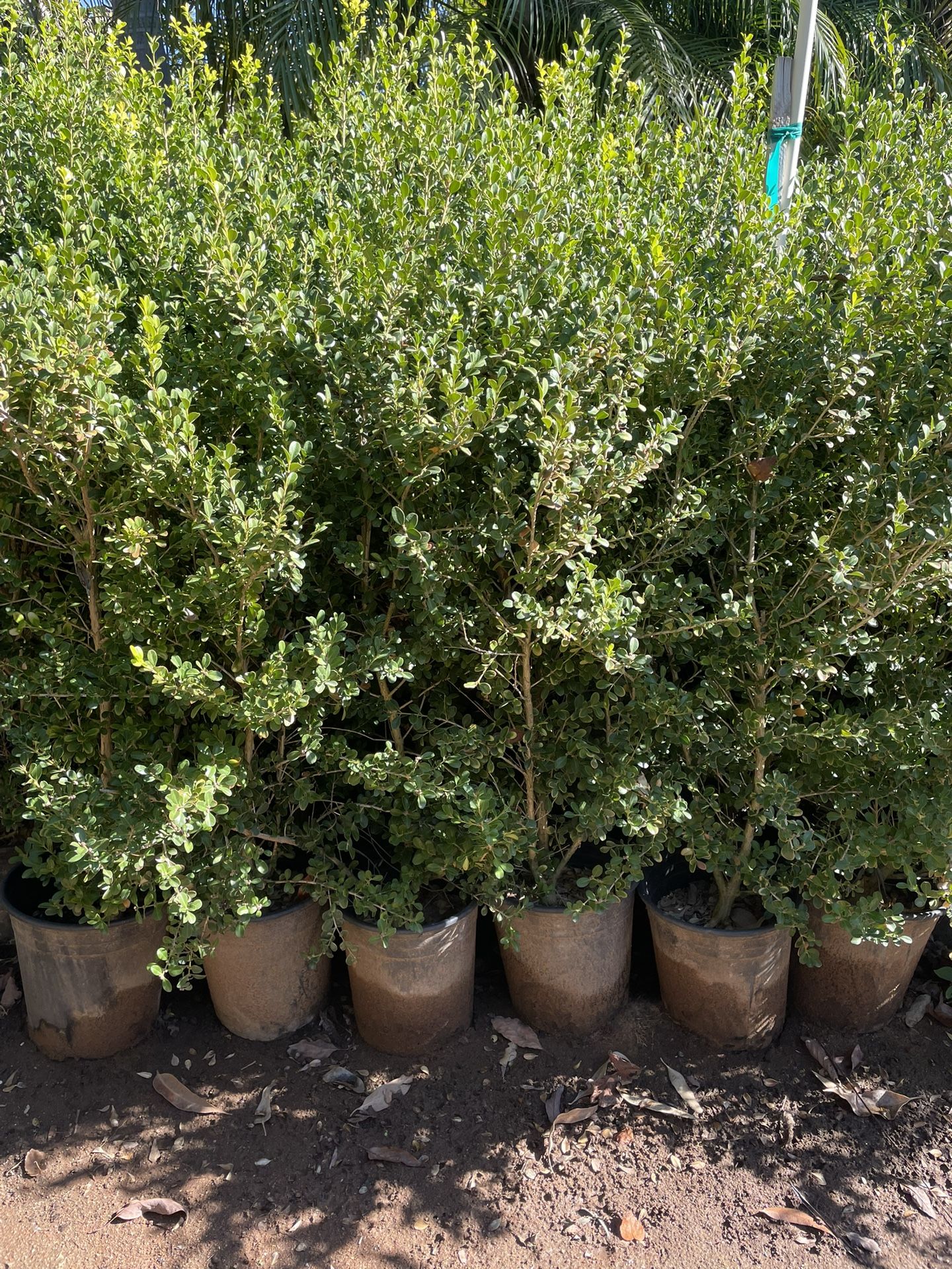 5 Gallon Size- Boxwood- Jasmine- Bougainvillea- Honeysuckle- Lavender- Rose Bushes- Sage- Salvia- Ficus- Juniper- Privet- Hibiscus- Plumbago- Flax