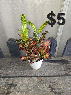 Croton plant