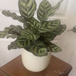 Plant In Ceramic Pot For Inside House Firm Price