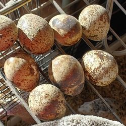 Assorted coturnix quail eggs