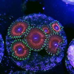 Watermelon Bliss Palythoa 