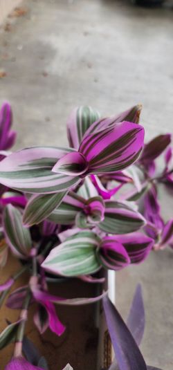 Pink Tradescantia