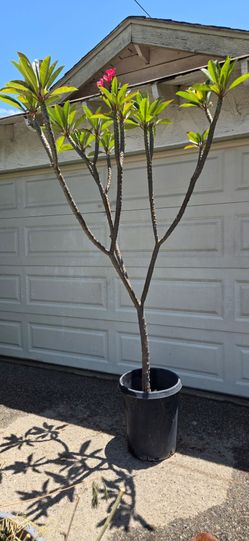 Plumeria Tree for sale