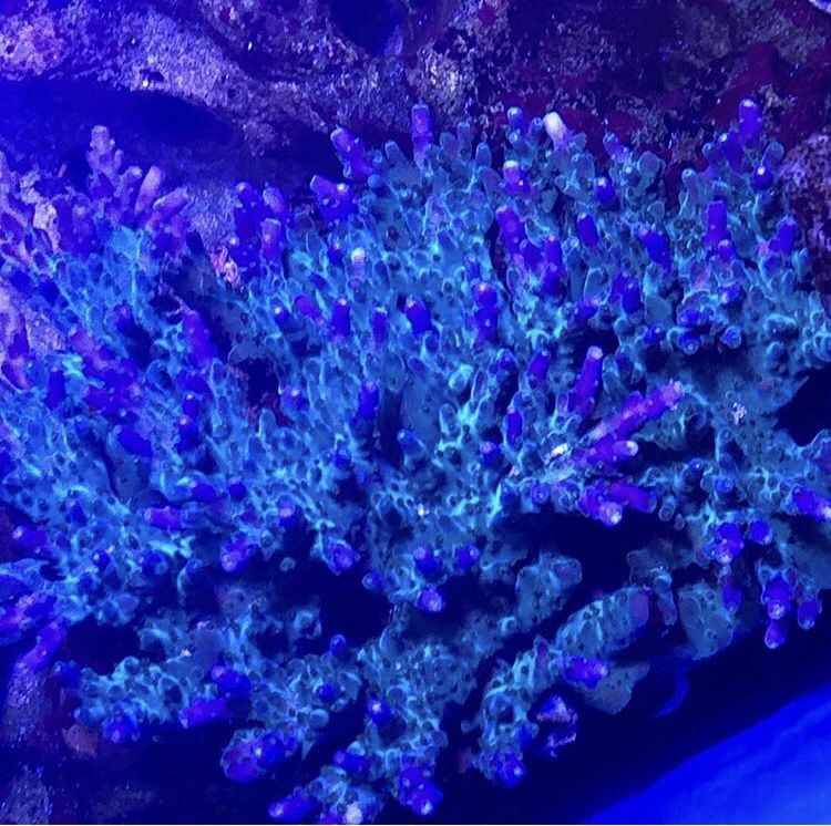 Acropora coral colony frags