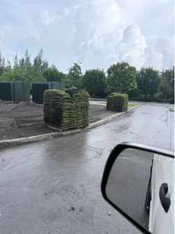 Palmetto sod