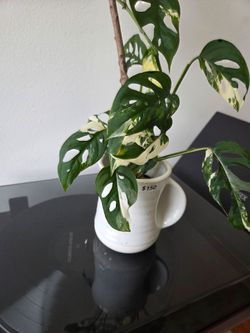 rare variegated monstera adansonii albo including planter