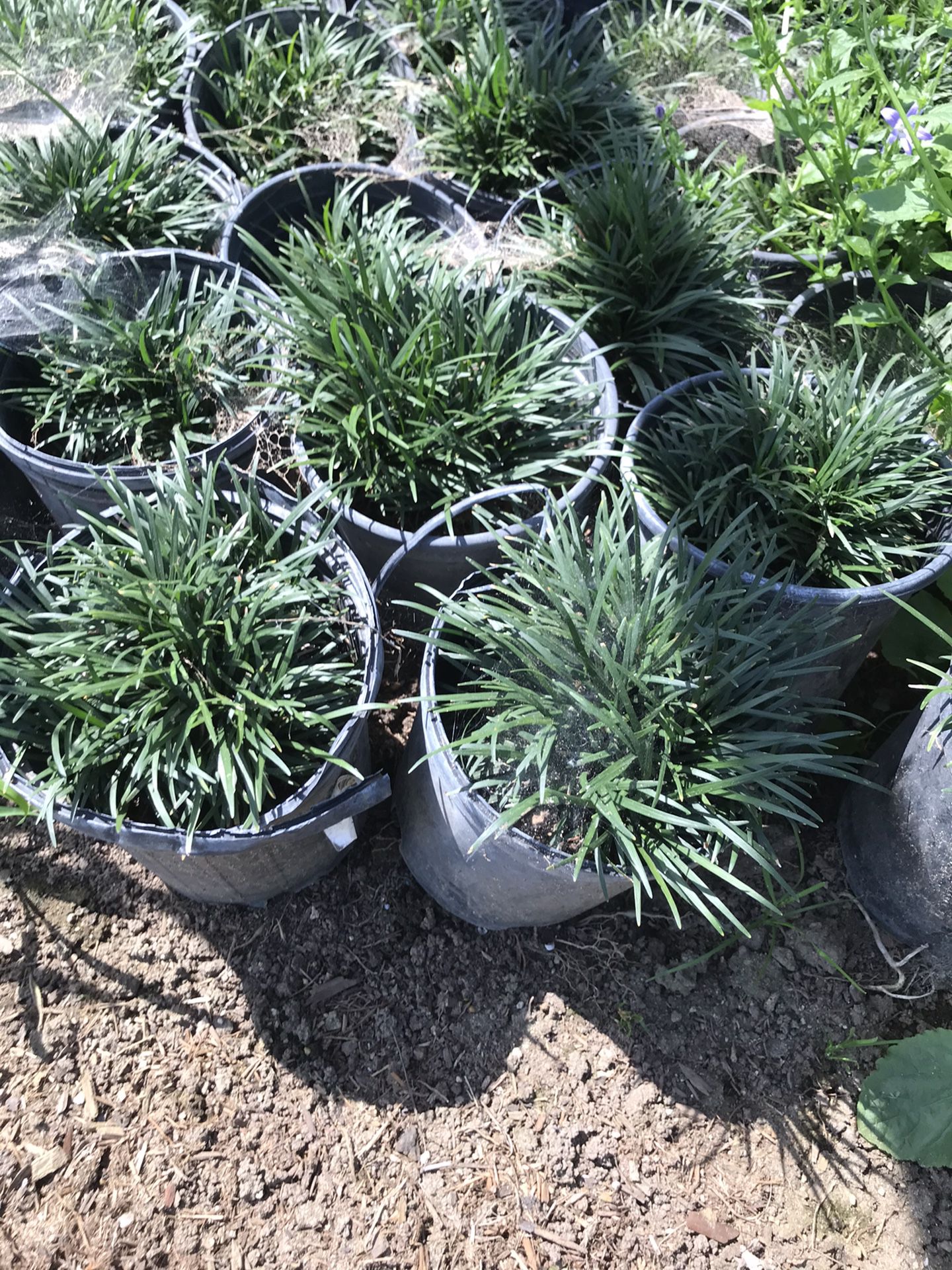Dwarf mondo grass for sale