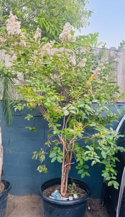 Crepe Myrtle White