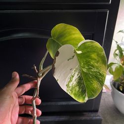 Monstera Deliciosa Albo Variegata 