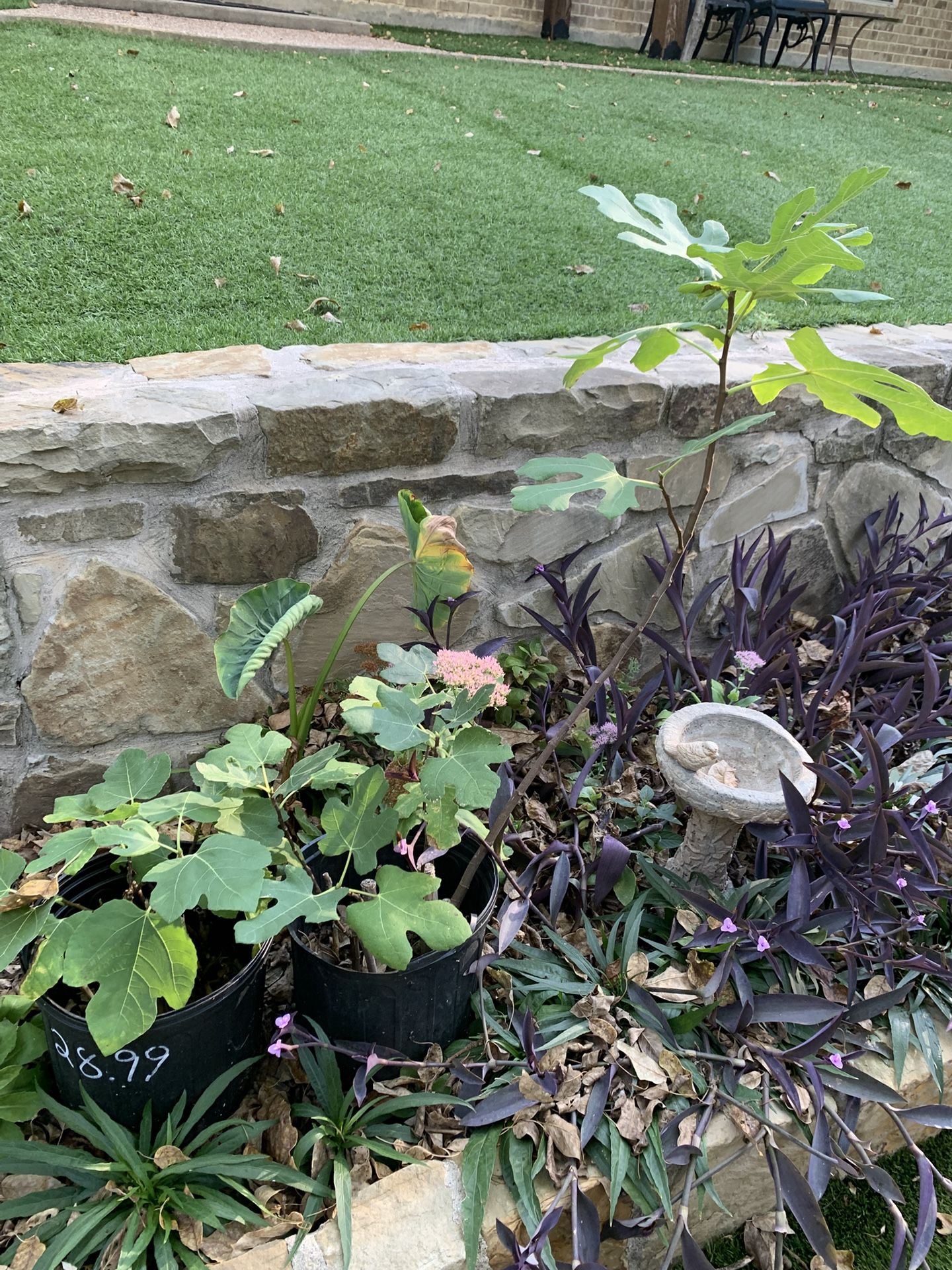 Figs plants Chicago Hardy & brown turkey – pots with 3-4 plants are $20, pots with 1/2 plant are $10/$15 