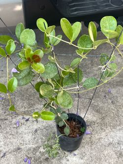 Plant