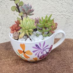 Succulents 