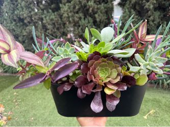 Gorgeous Succulent in a big pot