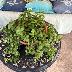 SUNNY. ROSE. FLOWERING PLANT 