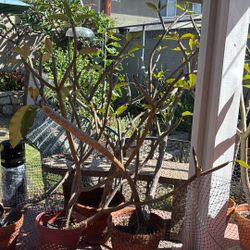 4-5 Foot White  Plumerias . 