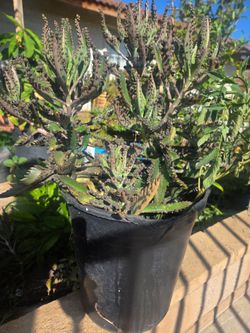 Mother Of Thousand kalanchoe suculent Plant Medesinal