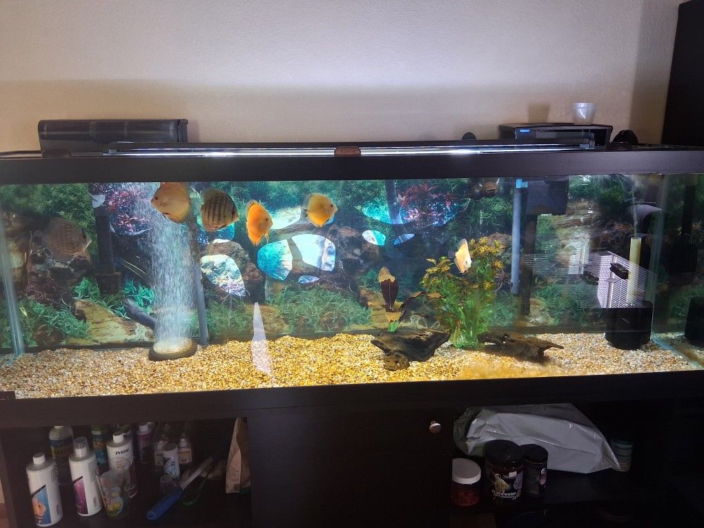 125 Gallon Fish Tank With Everything You Need