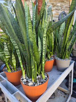 Snake Plants available