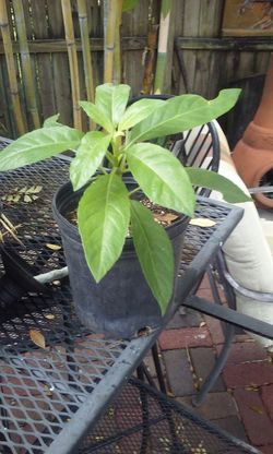 Miracle plant longevity spinach diabetes lowers blood sugar