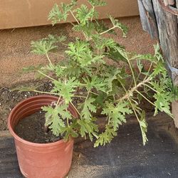 Cintronela Plant