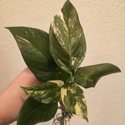 Albo Pothos Plant Cuttings