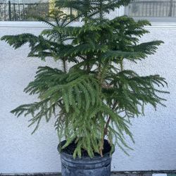 Norfolk Island Pine Tree