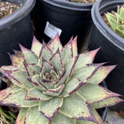 Succulents ((Read Description))