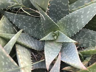aloe vera $5