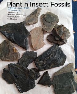 Fossils Collection * Fern * Plant * Insects