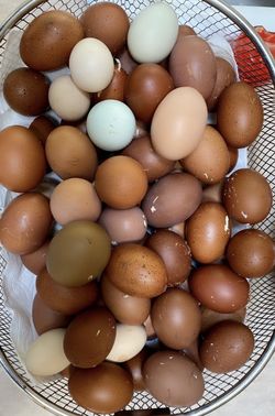 Non-Gmo Soy Free Eggs For Sale 