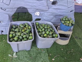 Aguacates frescos