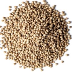 Coriander Seeds – Great for Pho Broth – $6 / Bag