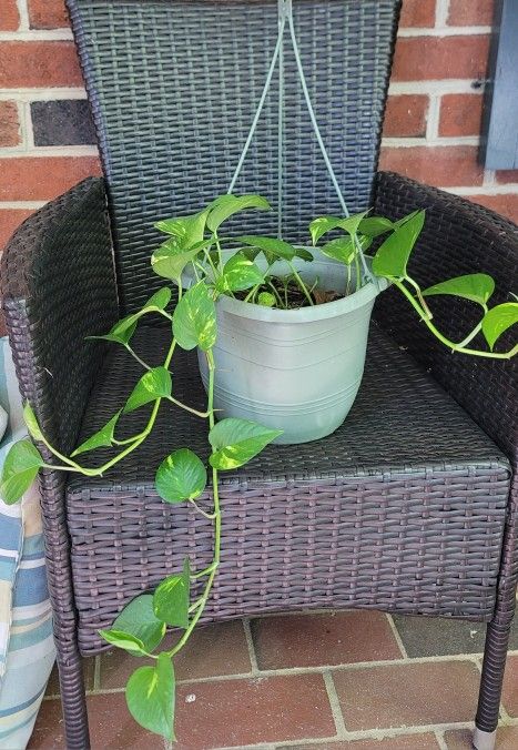Pothos Plant