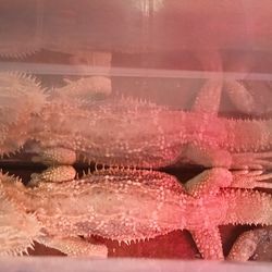 Selling this toy Lizards?