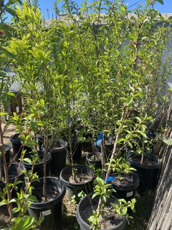 Plant/fruit Trees 