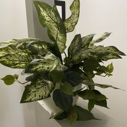 Green plant