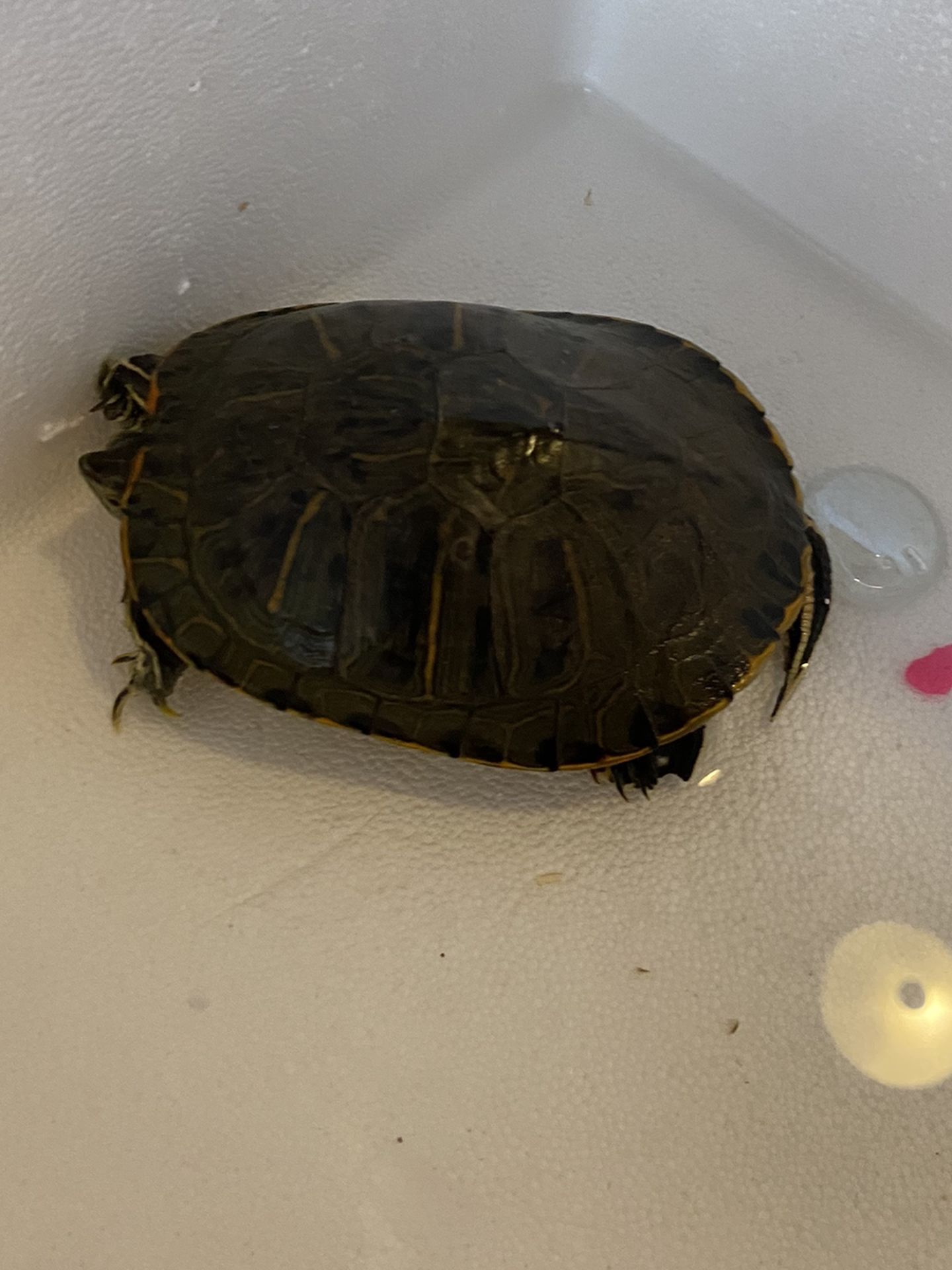 Turtle For Sale