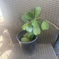 Hoya Kerri